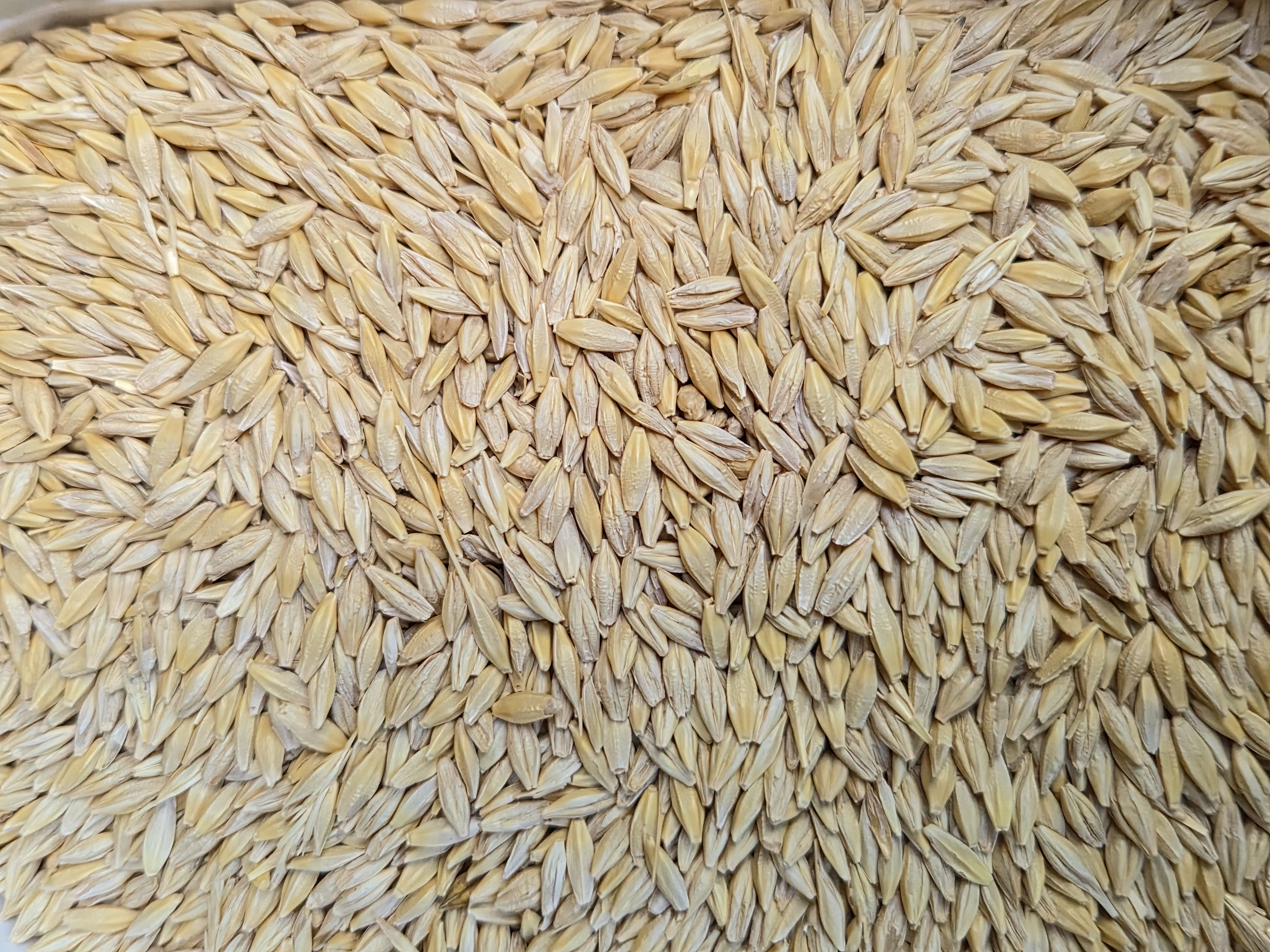 Grain pic